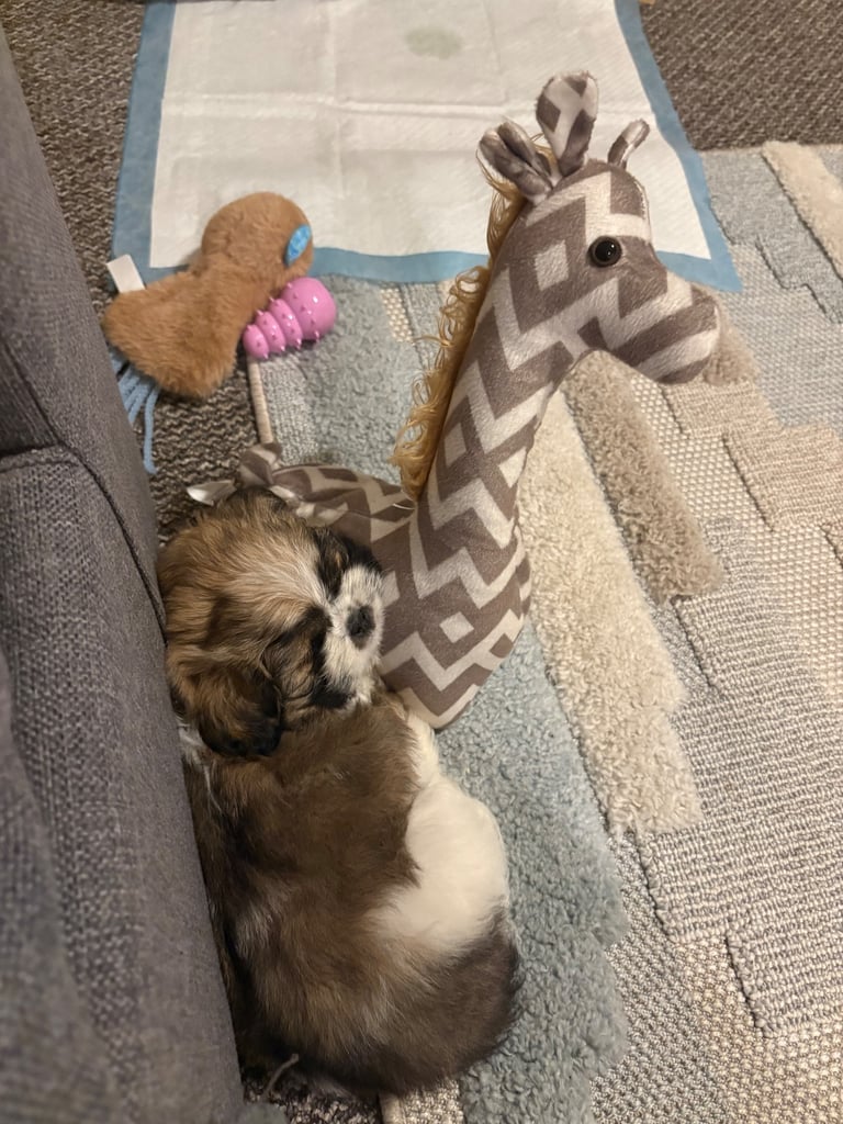 Puppy for sale 