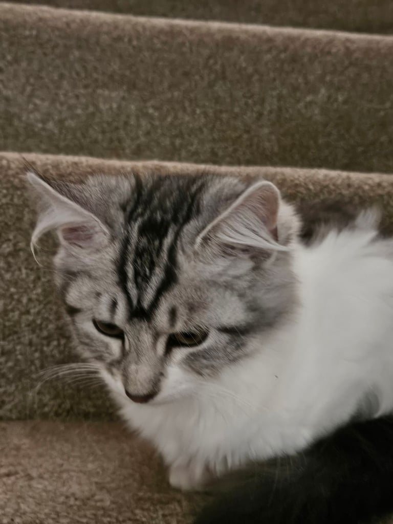 Beautyful siberian kitten looking for a new home for ever.