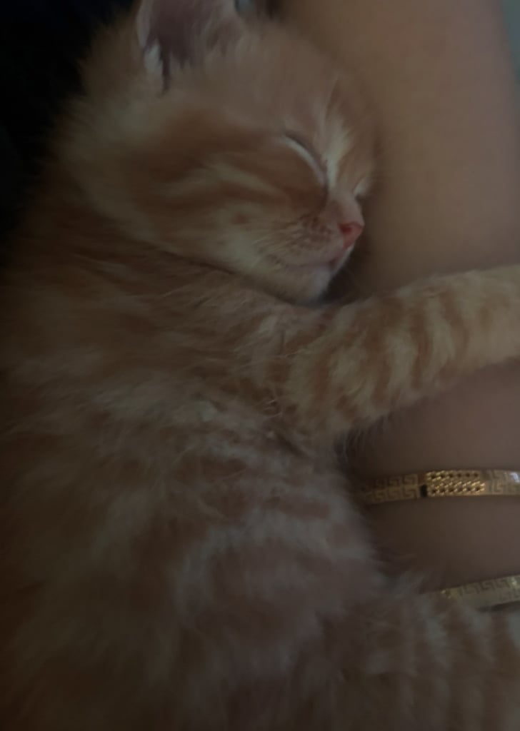 Adorable Persian x Bengal Kittens Ready for Their Forever Homes 