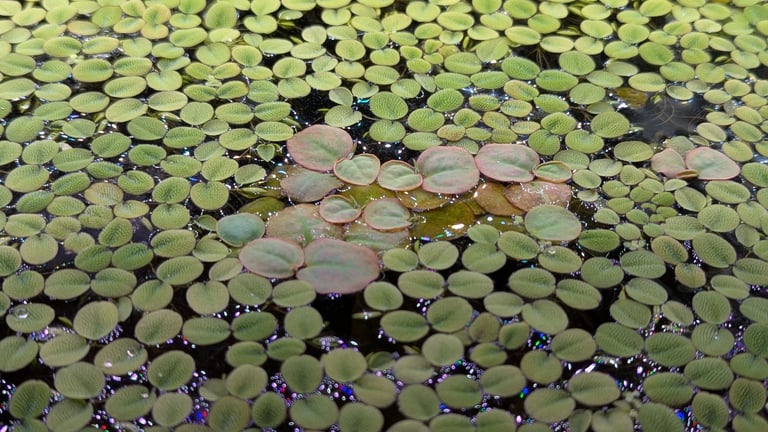 image for Floating Aquarium Plants