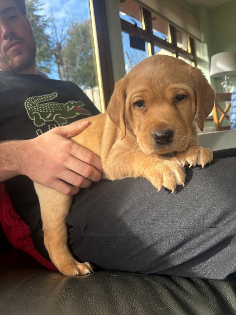 Beautiful Fox Red Puppy