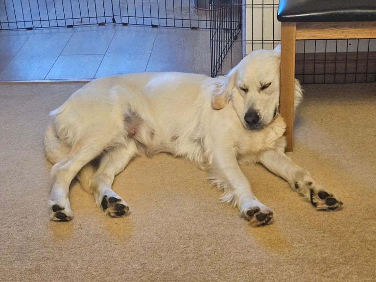 Bonnie - Beautiful Cream Retriever