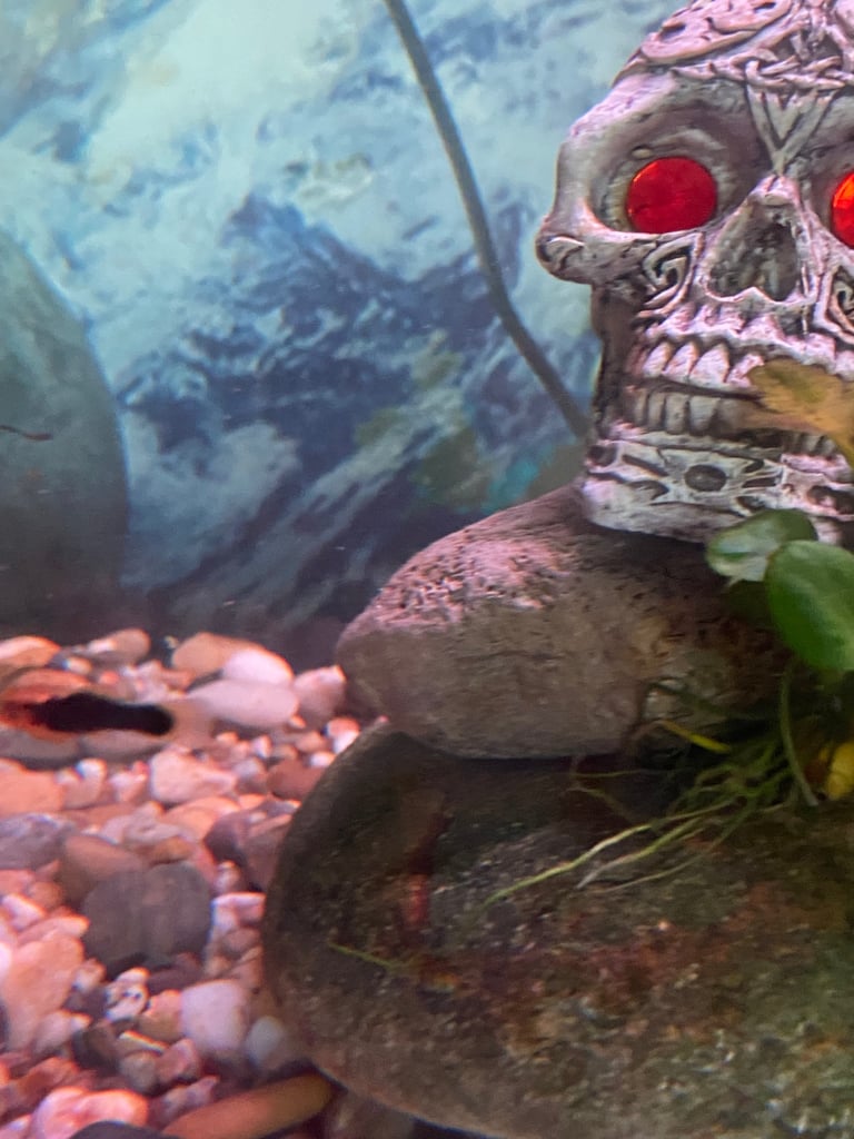 Aquarium with fish