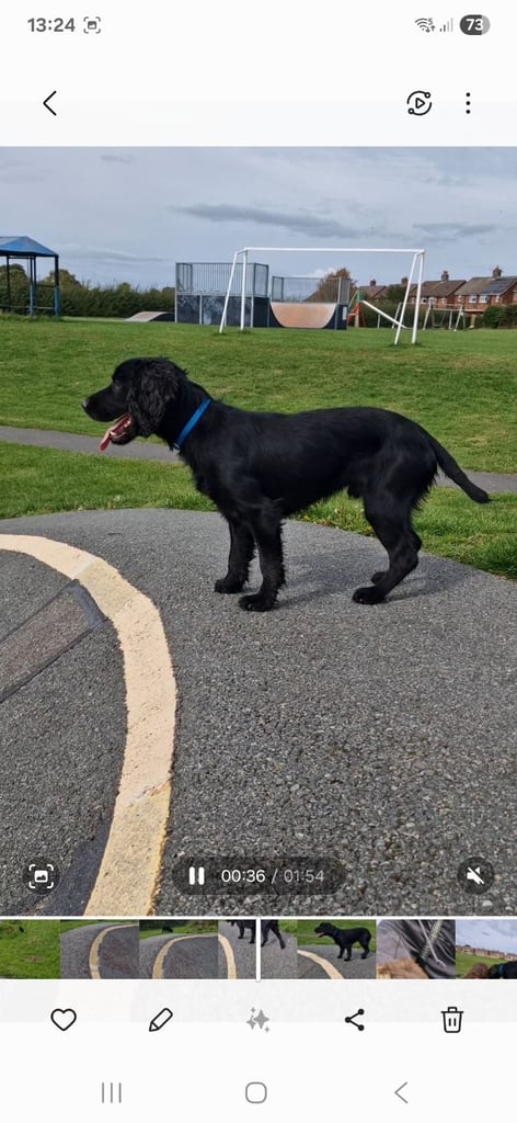 Cocker spaniel 