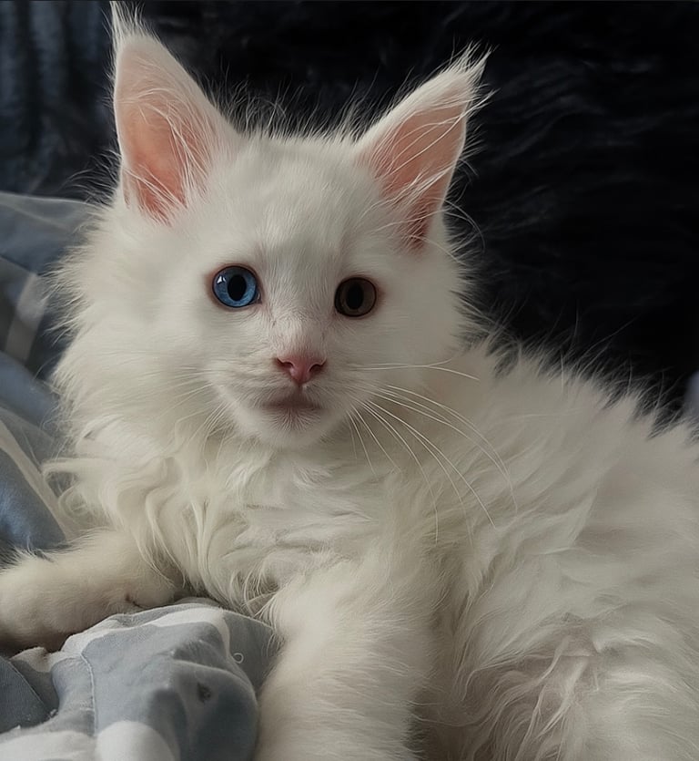 Last beautiful full odd eye Maine coon female 