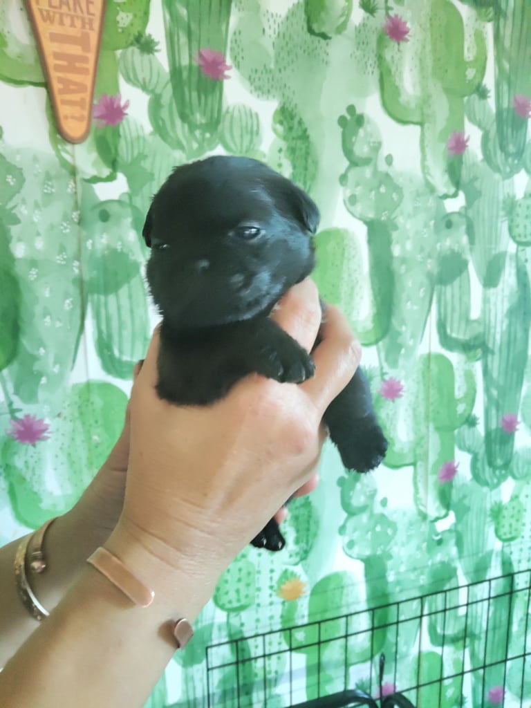 Pug x border terrier pups ready 21st nov 