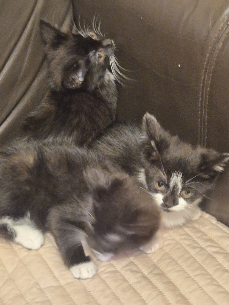 3 gorgeous female kittens. urgent. £45