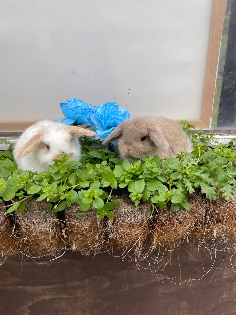 Beautiful mini lot babies