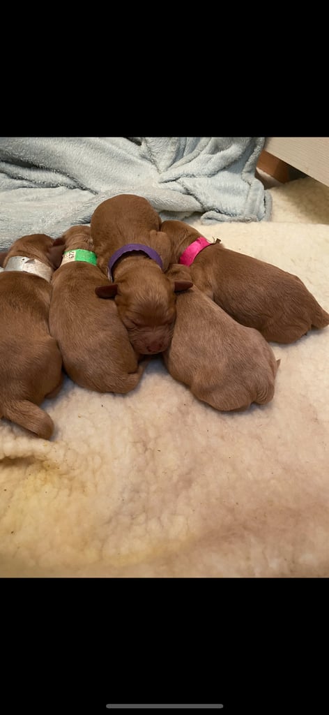 F2 cockapoo puppies for sale