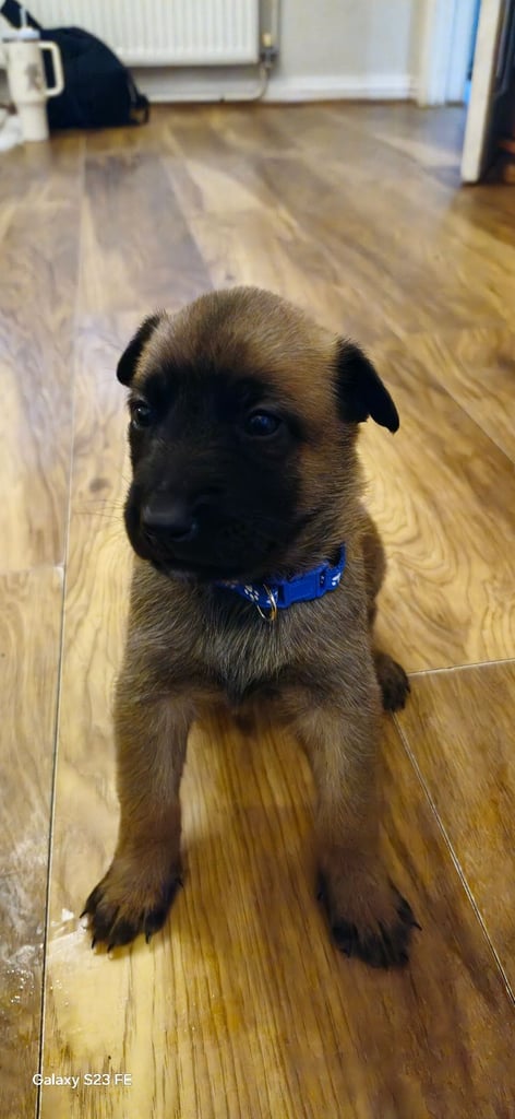 Stunning Belgian Malinois puppies for sale