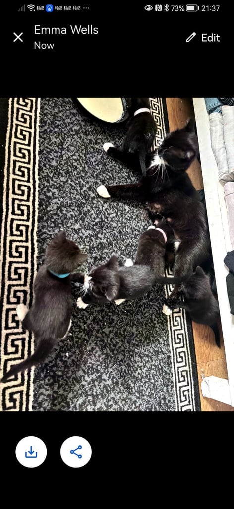 Only 2 black and white left