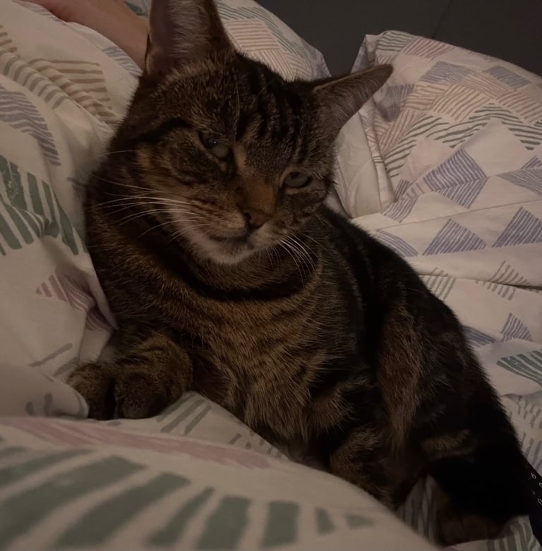 Missing cat Coleraine 