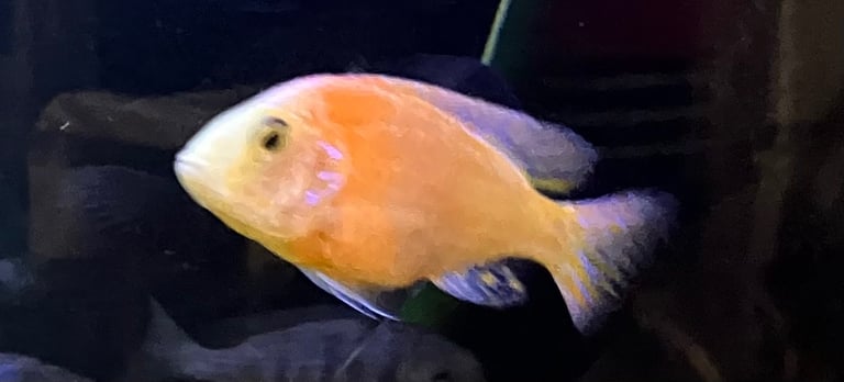 On peacocks and Electric blue Acara