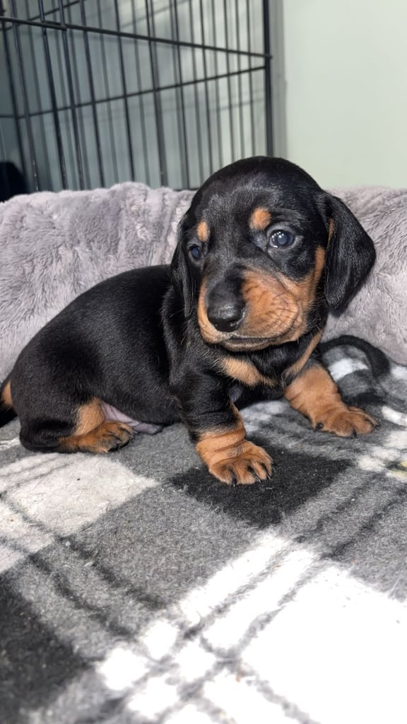 Miniature Dachshund Puppies 