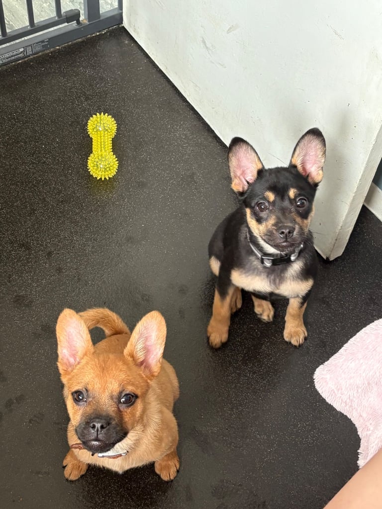 Frenchie x Pomeranian