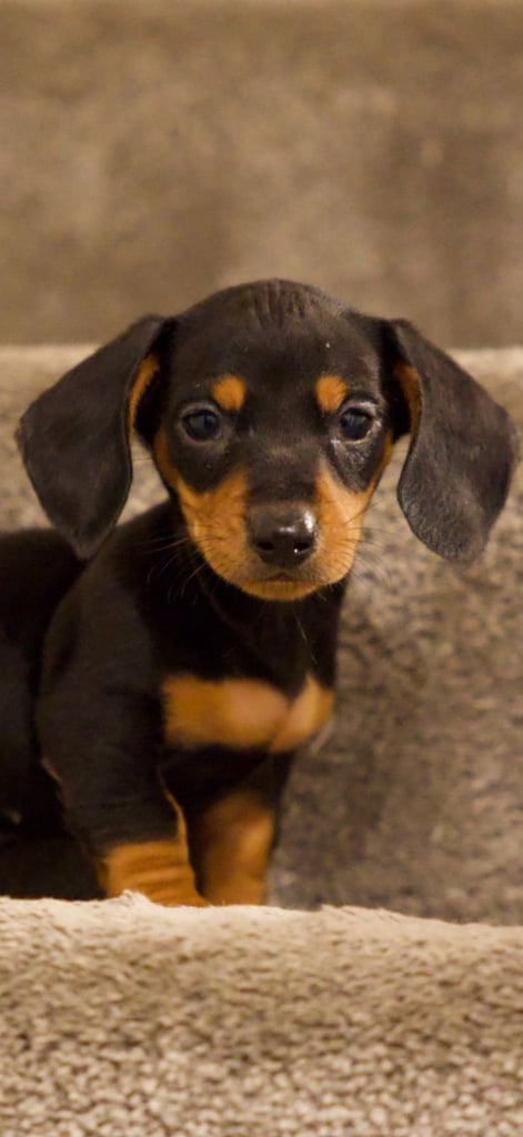 Beautiful pure bred daushunds 