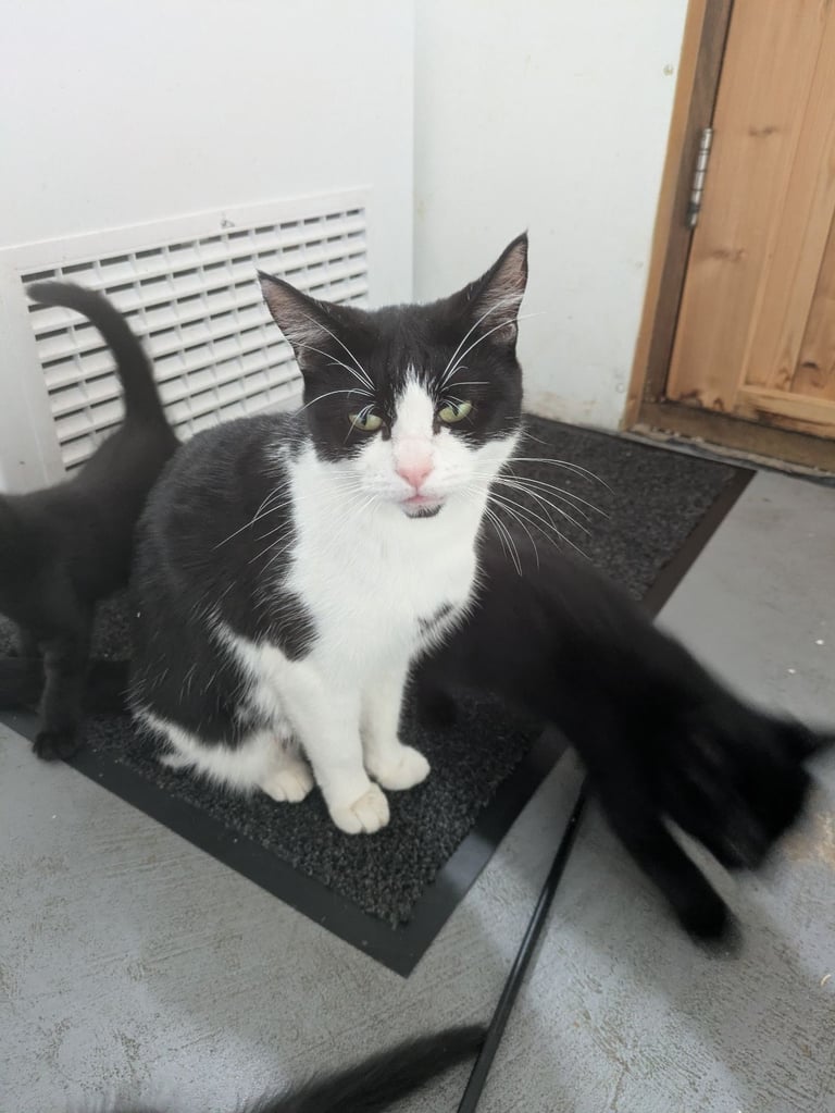 5 black kittens for sale xx