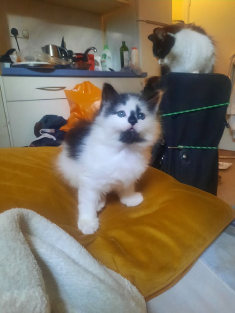 Very lovely boy cat long hair 8 weeks old