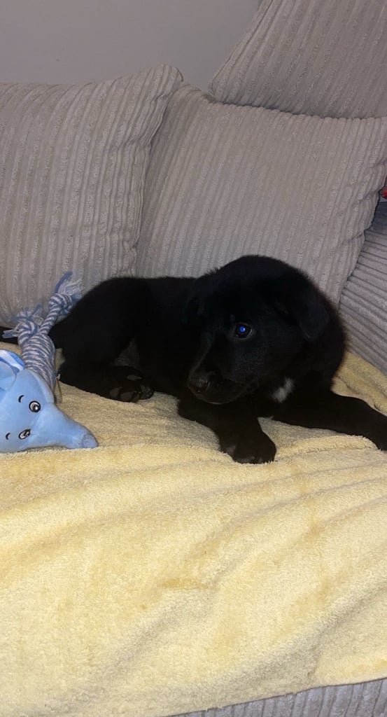 Collie X lab 