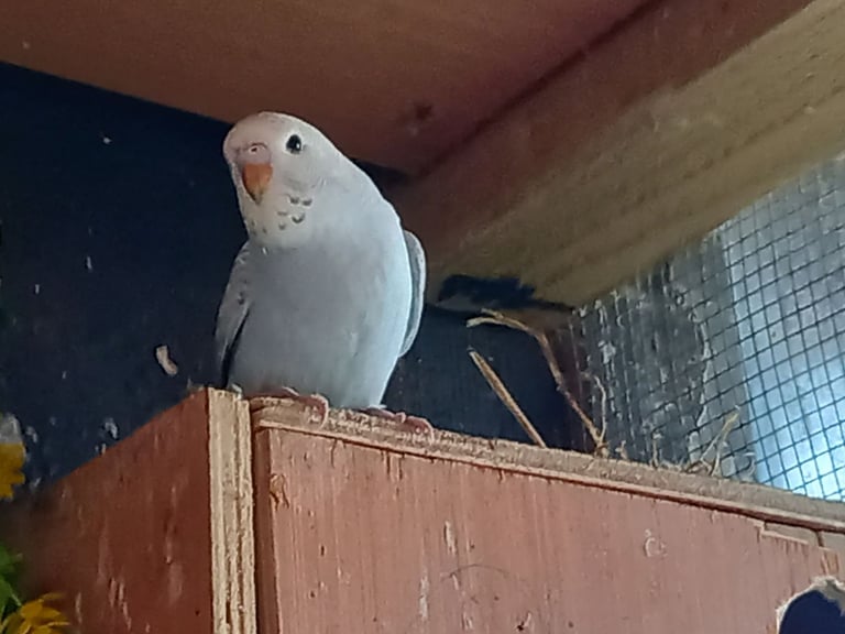 image for Beautiful baby budgies....