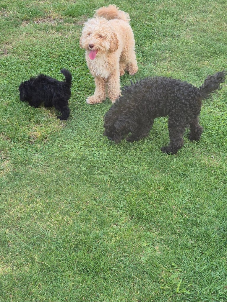 F2 COCKAPOOS FAMILY-REARED PETS