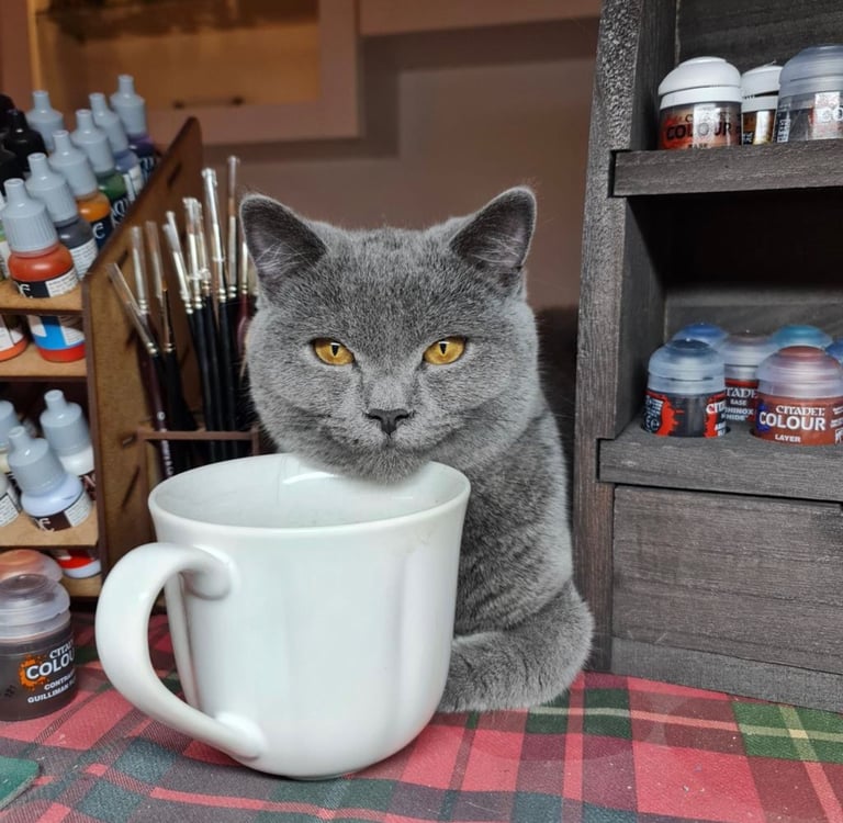 Beautiful British shorthair boys READY TO GO