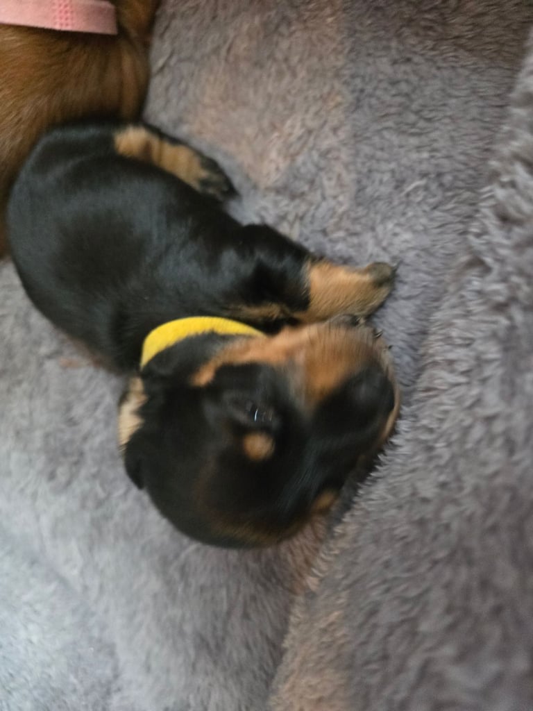 Miniature Dachshunds Seeking Forever Homes 