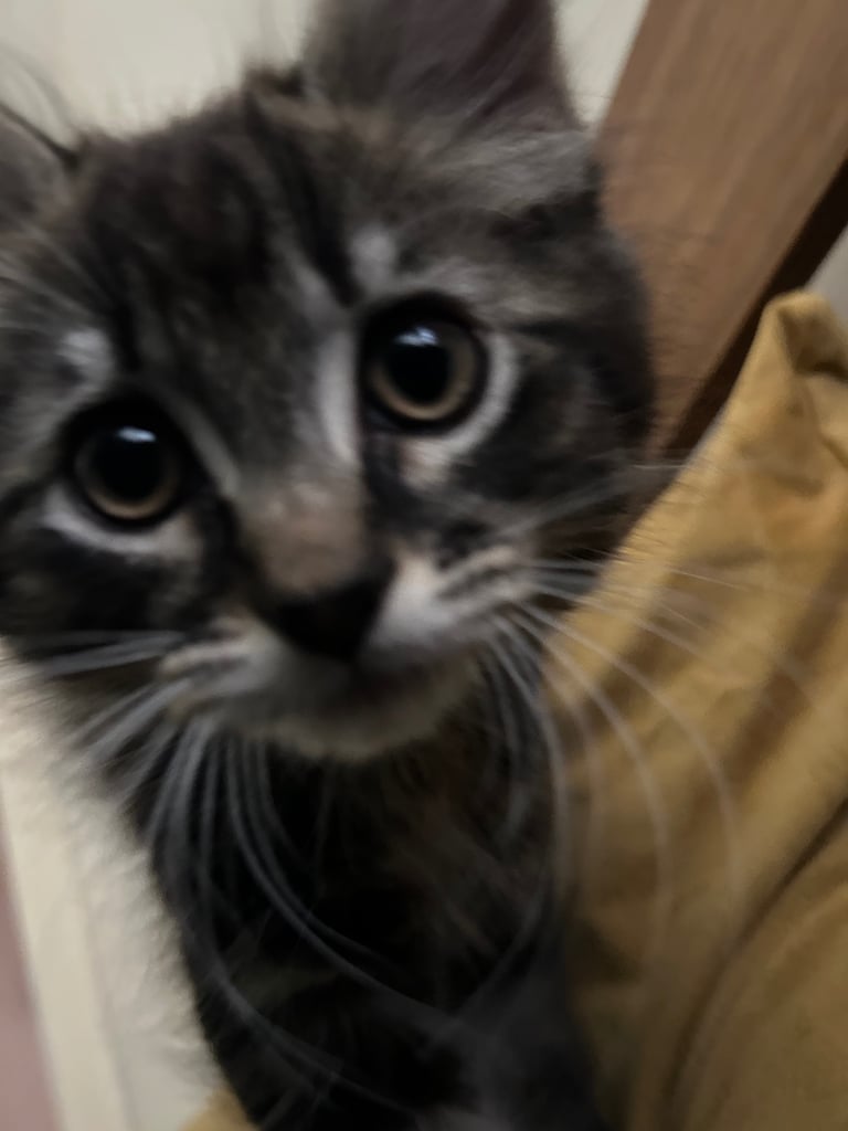 Maine Coone Tabby Mix