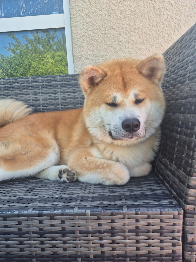 Japanese akita