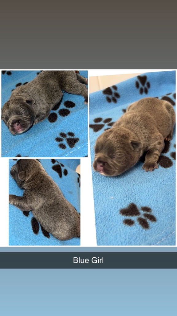 Beautiful French bulldog pups 