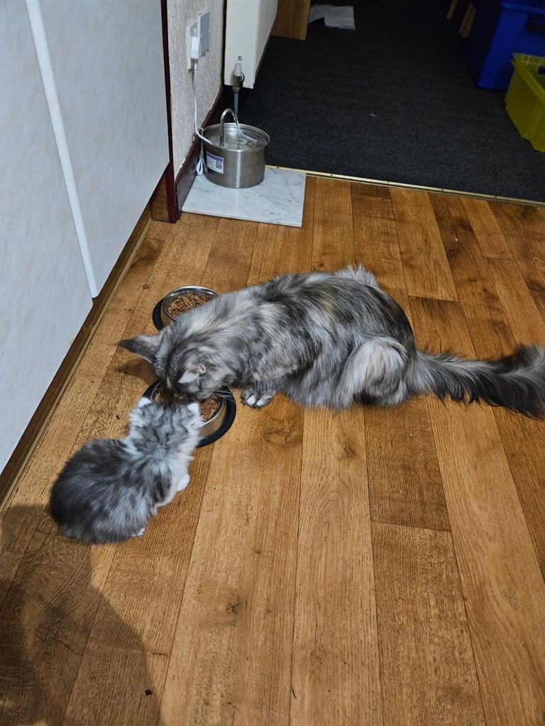 Kittens For Sale - Maine Coon Mother 