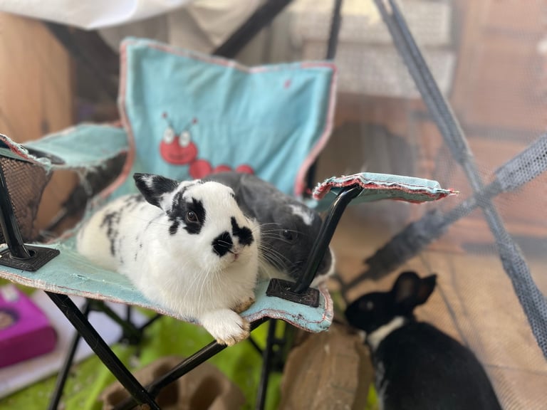 Gorgeous friendly 3 month old rabbits
