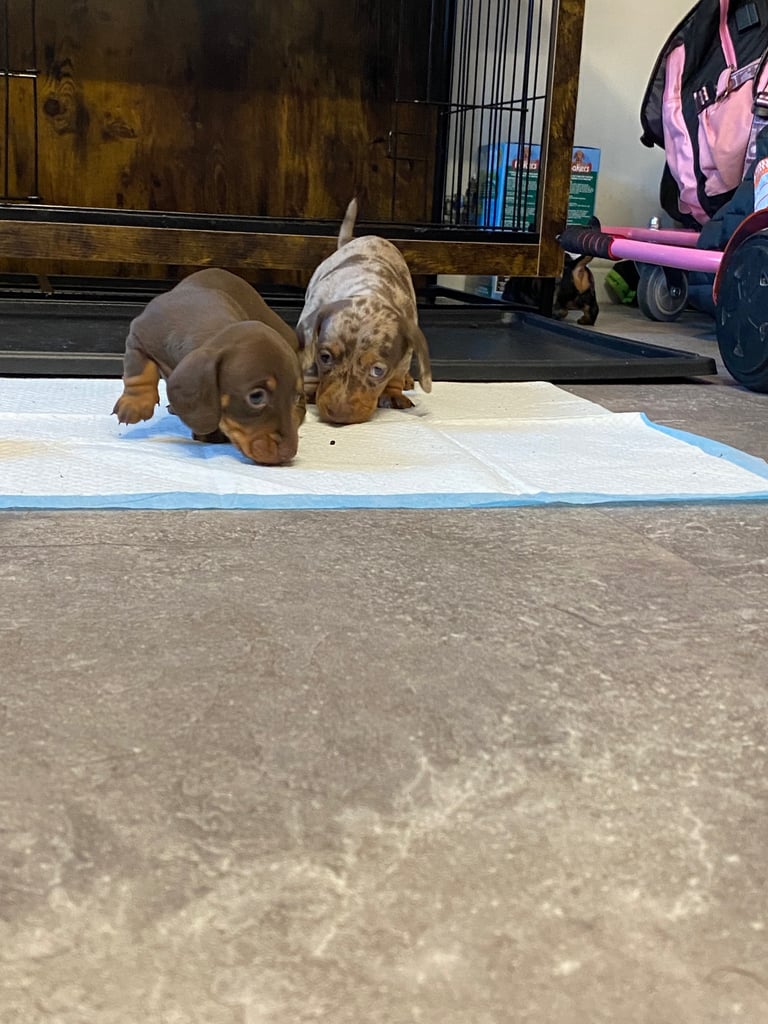 Pedigree miniature dachshund