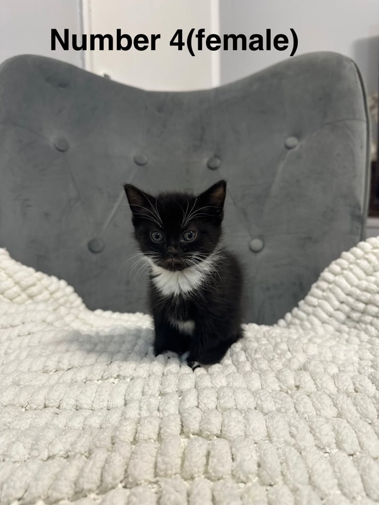 Very friendly  kittens 