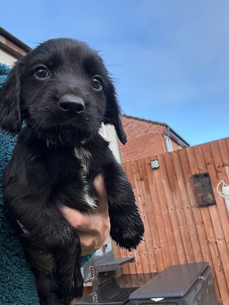 Cocker Spaniel - black bitch