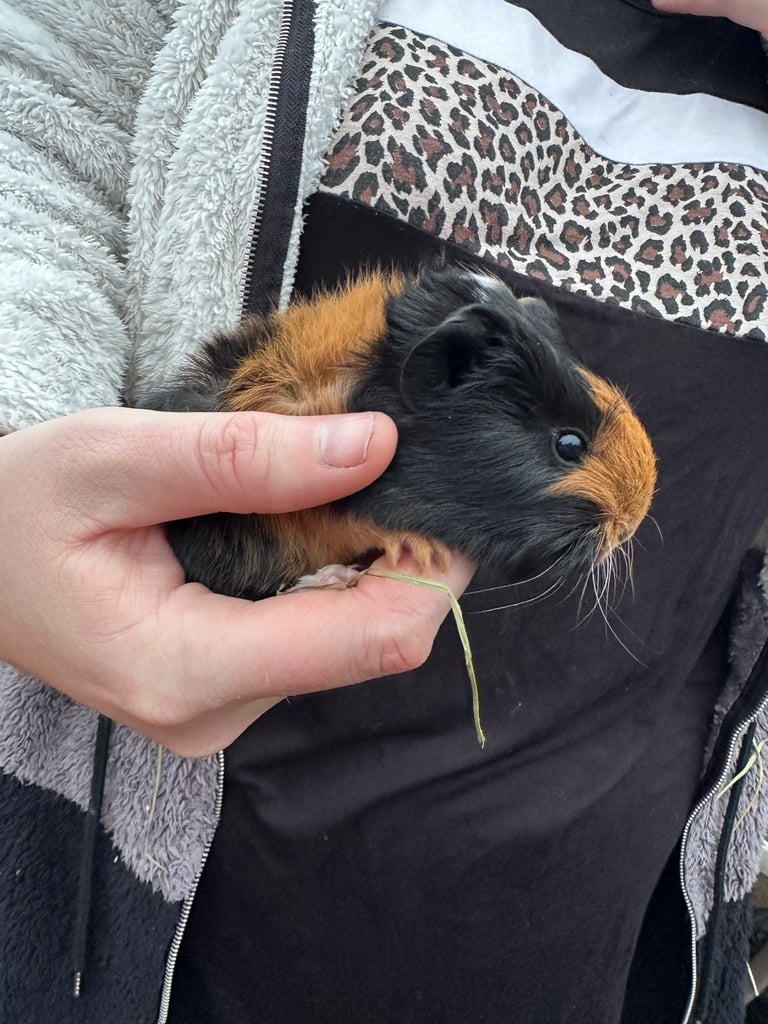 Male guinea pig babies 