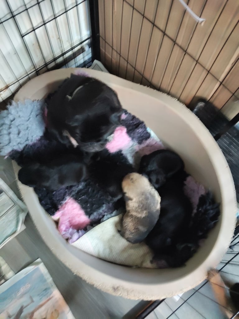 Pug x border terrier pups ready 21st nov 