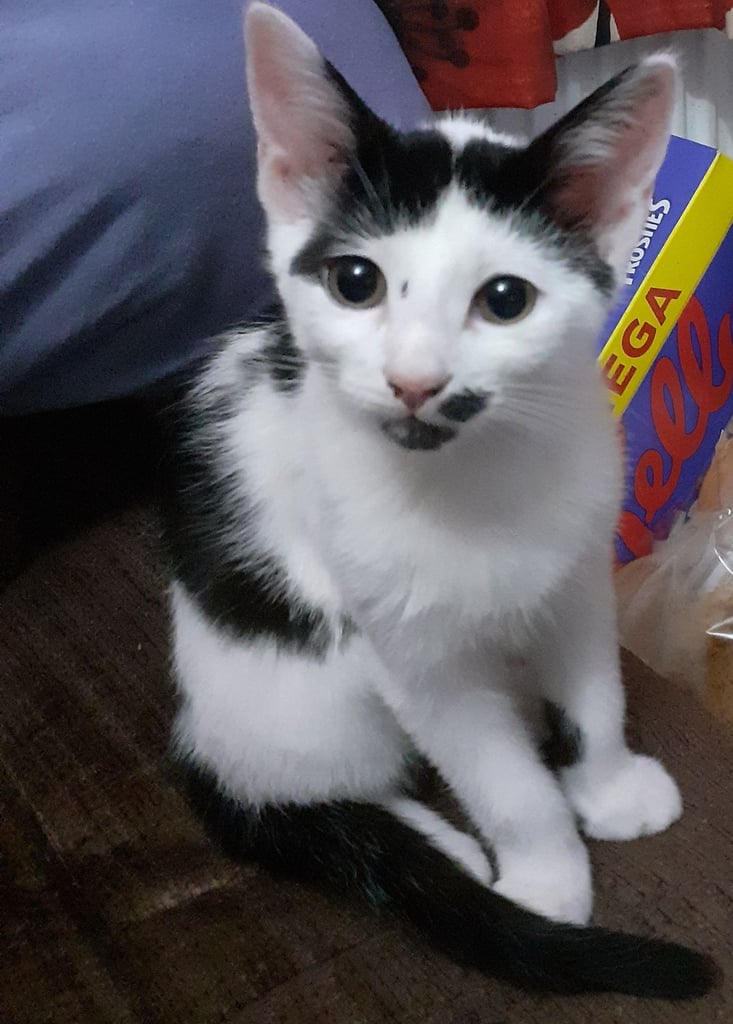 2 beautiful kittens for sale 