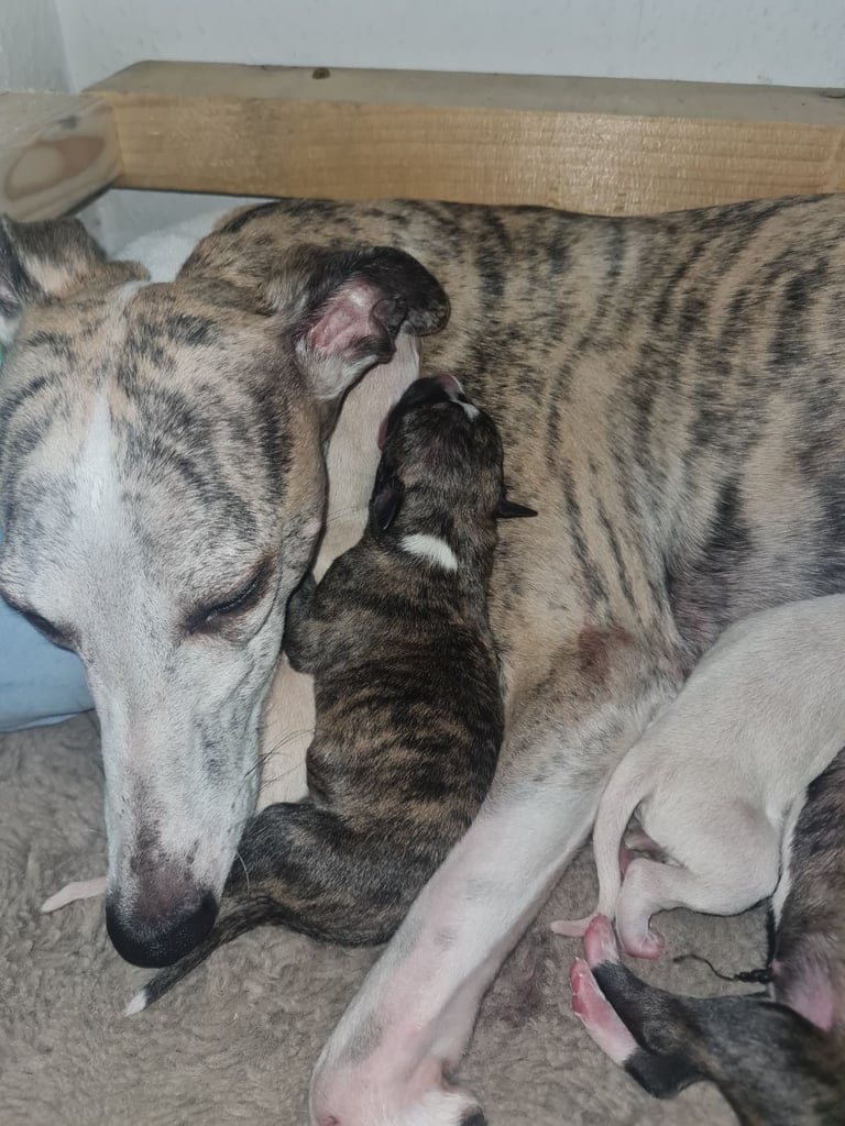 Full Pedigree Whippet Puppies