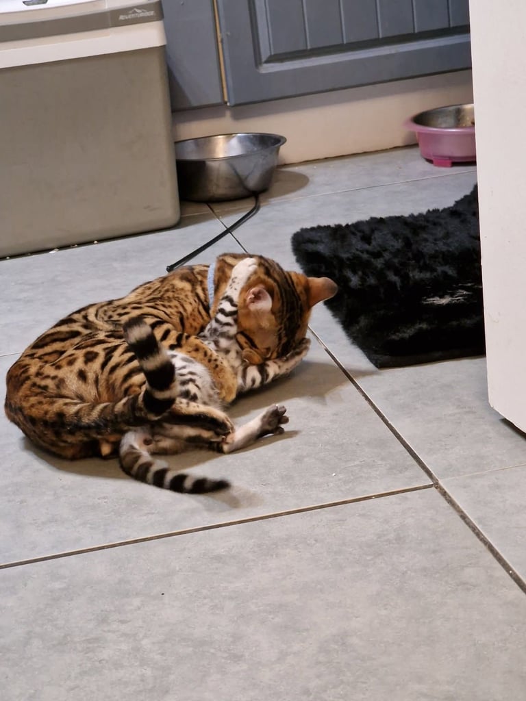 Silver bengals 