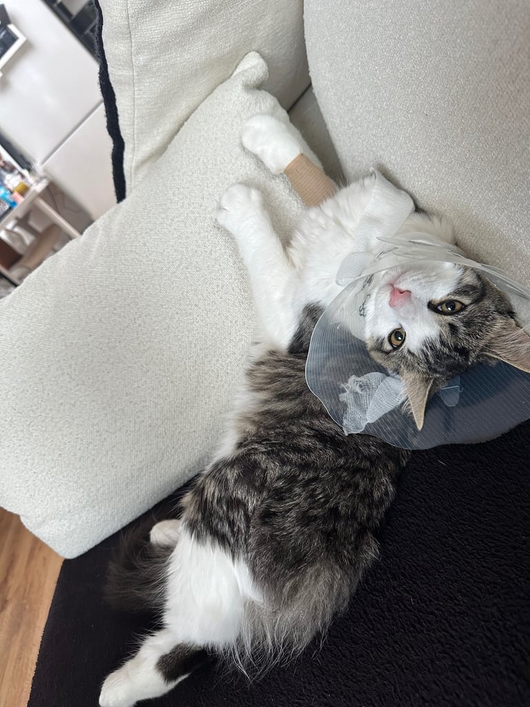 Male British long hair / Maine coon 6 month old - neutered, jabbed etc 