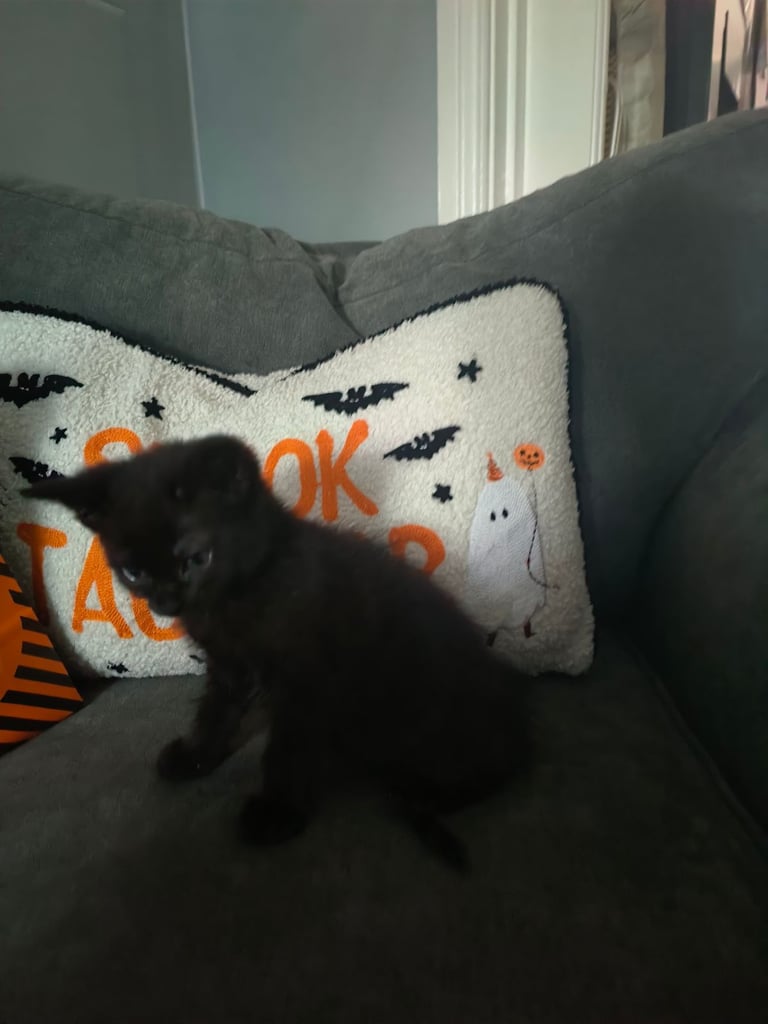 Kittens