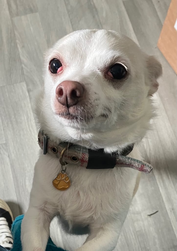 image for 8 year old chihuahua cross