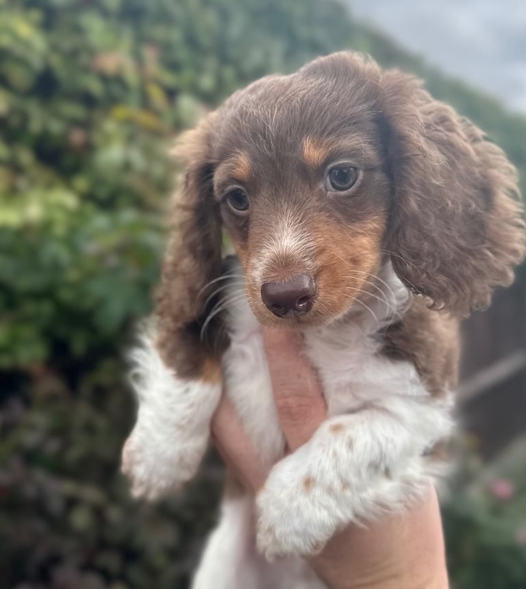Chocolate pied miniature dachshunds 