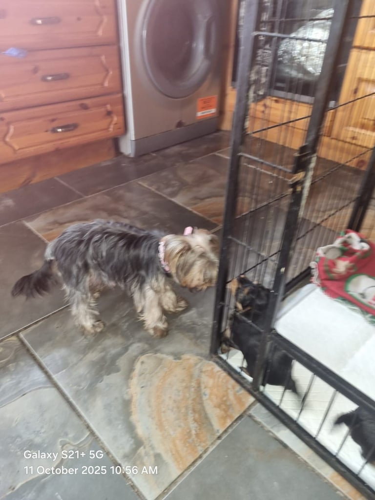 Yorkshire terrier pups 