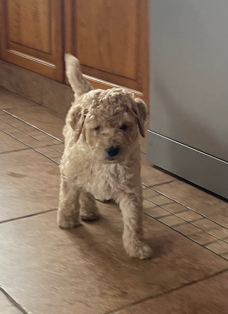 Labradoodle Puppies For Sale