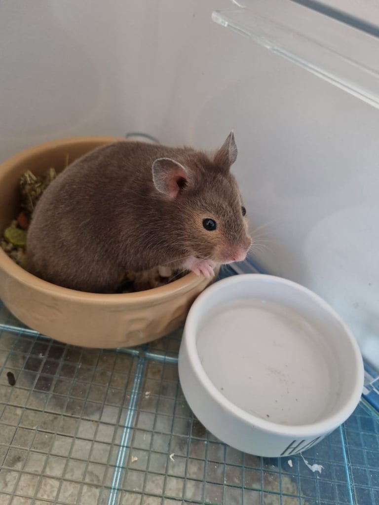 image for Hamster for sale