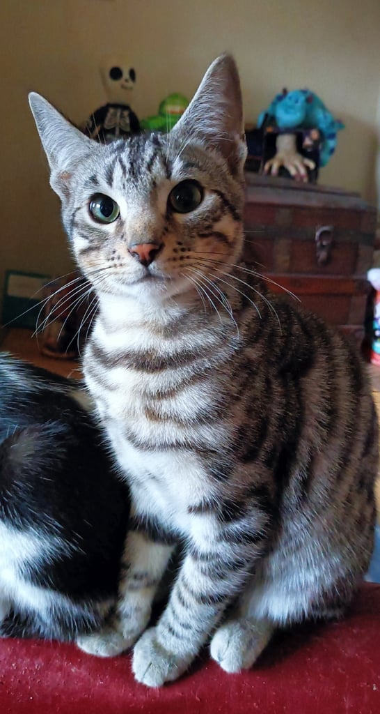 X Bengal Mix kittens All Colours Ready Now