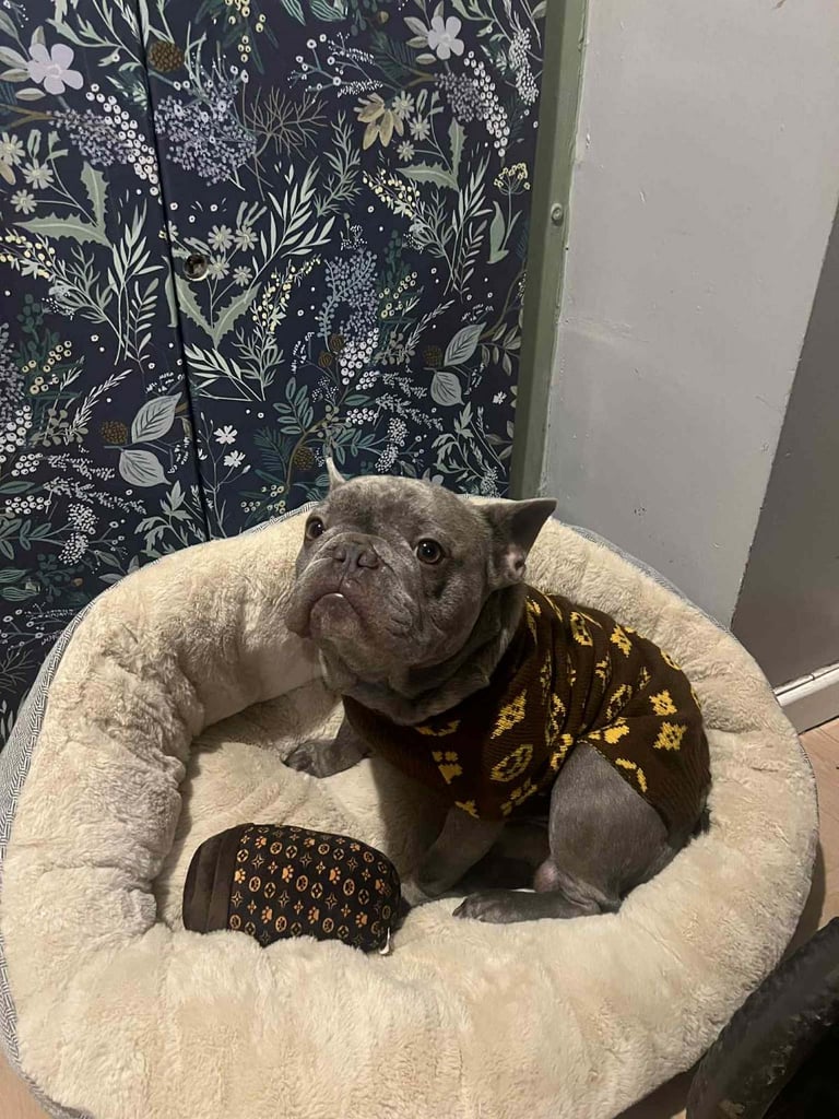 2 year old French Bulldog 