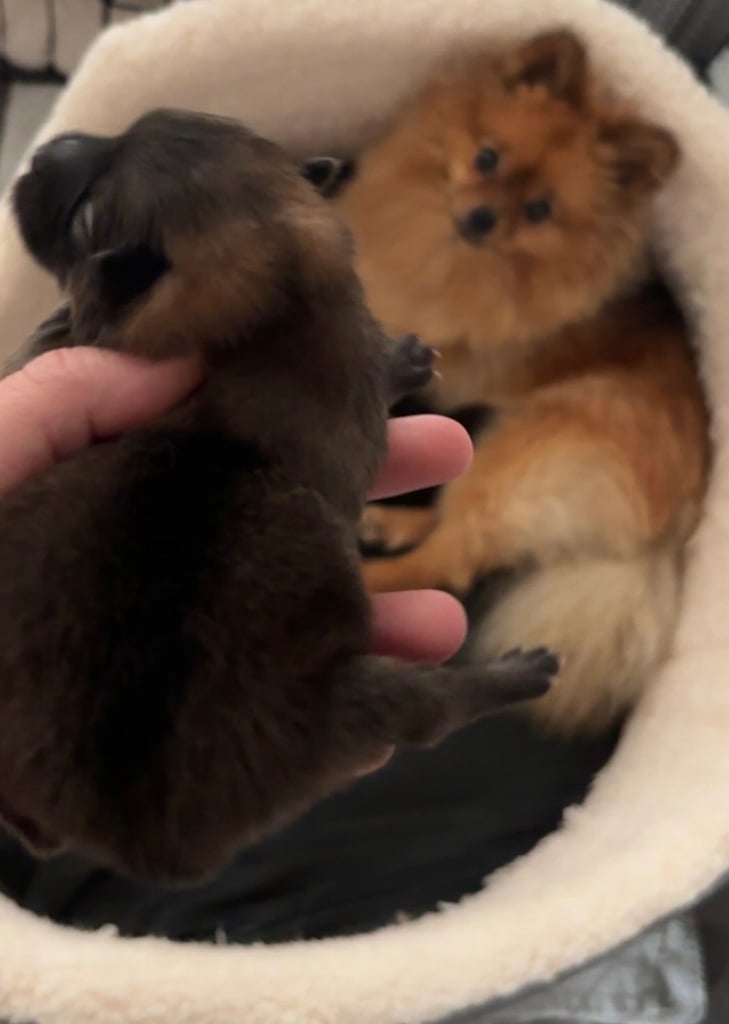 Tiny Pomeranian puppies